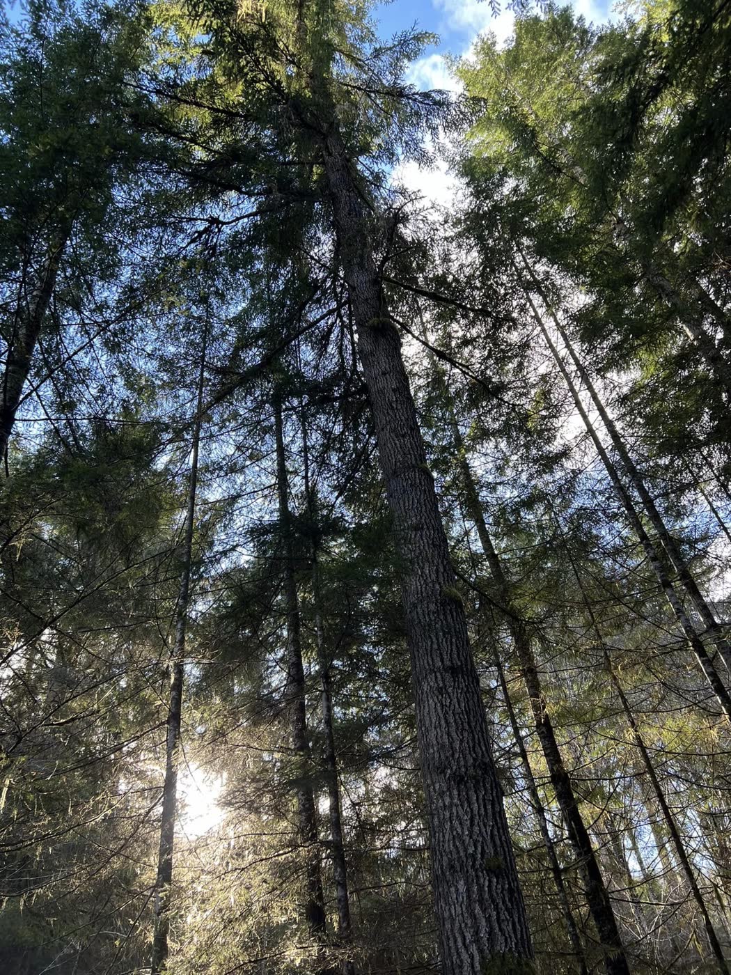 Looking up at the tall firs