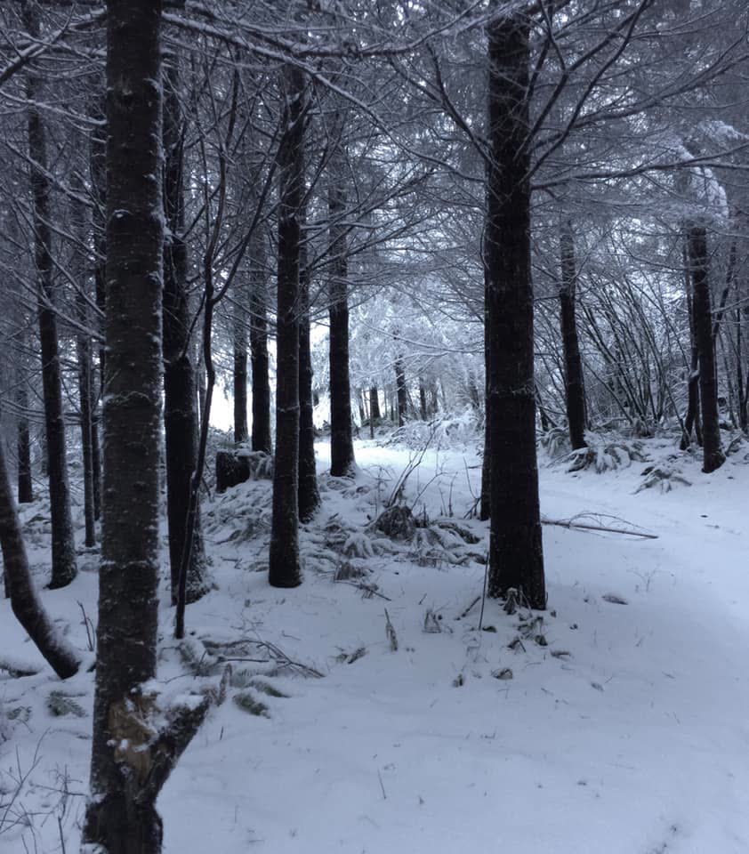 Snow in the forest